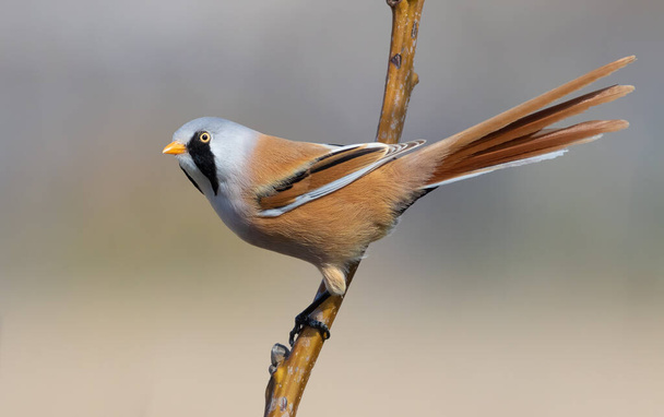 Bearded reedling, Panurus biarmicus. The male sits on a tree branch - 写真・画像