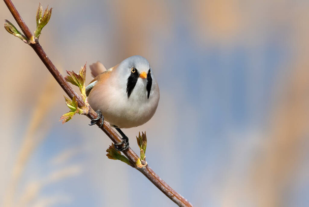 Bearded reedling, Panurus biarmicus. The male sits on a tree branch among the young leaves - Foto, afbeelding