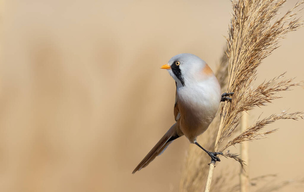 Bearded reedling, Panurus biarmicus. A bird sits on top of a reed and looks out into the distance - Photo, Image