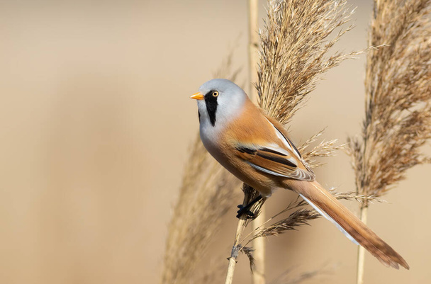 Bearded reedling, Panurus biarmicus. A bird sits on top of a reed and looks out into the distance - Foto, Bild