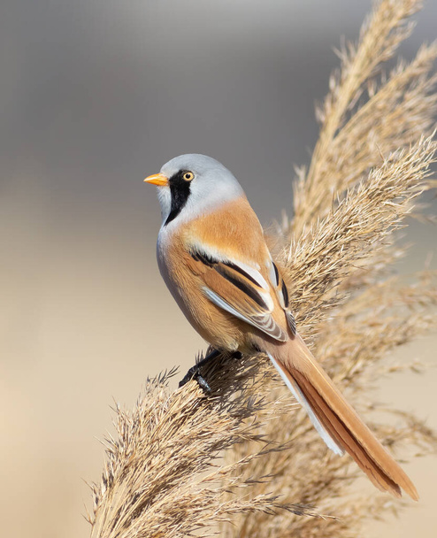 Bearded reedling, Panurus biarmicus. A bird sits on top of a reed and looks out into the distance - Foto, afbeelding