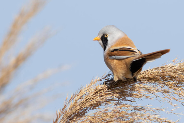 Bearded reedling, Panurus biarmicus. A bird sits on top of a reed - Valokuva, kuva