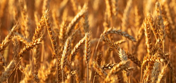 Pere mature di grano nel campo, attenzione selettiva. Spazio rurale, settore agricolo. Raccolta dei cereali. - Foto, immagini