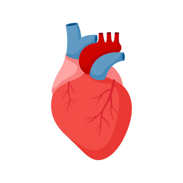 Menselijk hart geïsoleerd op witte achtergrond - Vector, afbeelding