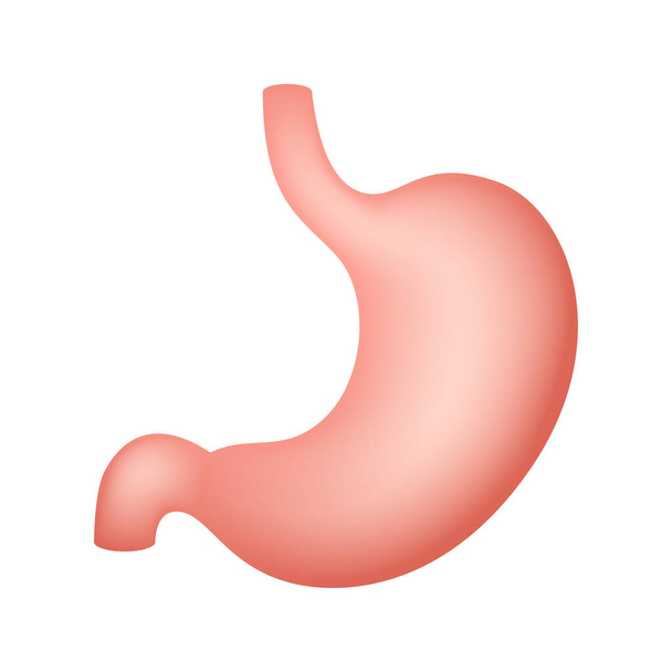 Stomach isolated on white background - Vector, Image