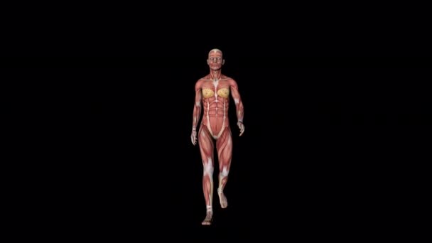 Walk Animation of Female Muscular System - Footage, Video