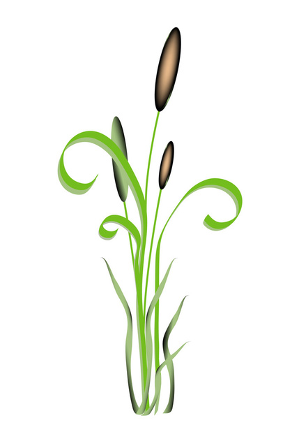 Vodní rostlina, doutníky - Vektor, obrázek