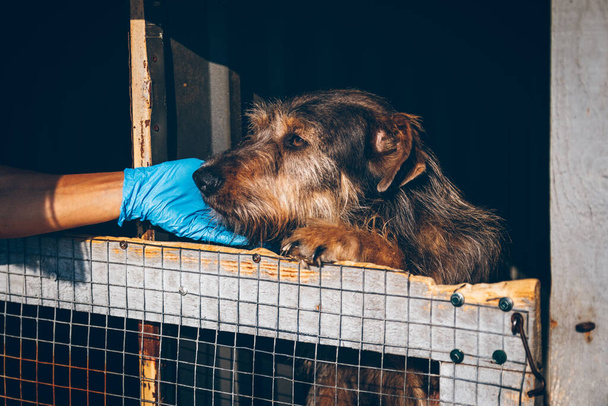 Ветеринарные руки гладят старую бездомную собаку в приюте для животных. Добровольцы помогают украинским питомцам. Помощь животным. Ужгород, Украина - Фото, изображение