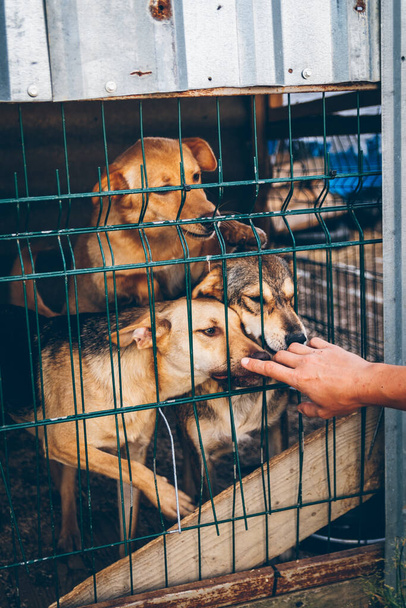 Dogs, dog, homeless, pet. Several dogs in an enclosure of an animal shelter are waiting for food. Dogs caress a volunteer's hand. Volunteers help Ukrainian pets. Animal Aid. - Photo, image