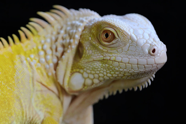 A yellow iguana (Iguana iguana) with an elegant pose. Selective focus on black background. - Photo, Image