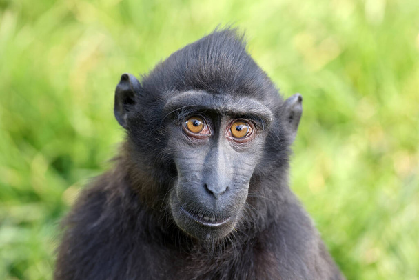 Close up shot of a crested macaque (Macaca Nigra) - Foto, afbeelding