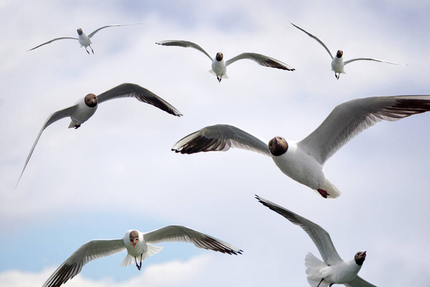 Flock of flying black and white seagulls - Fotó, kép