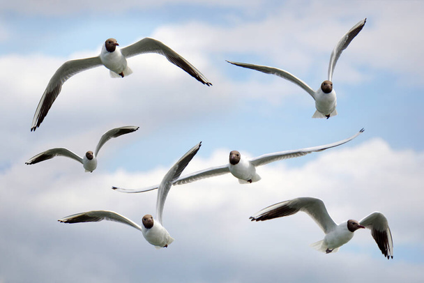 Flock of flying black and white seagulls - 写真・画像