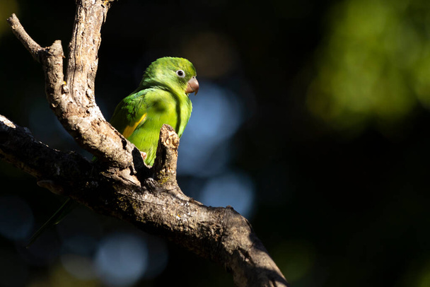 Un periquito llano posado en la rama. Especie Brotogeris chiriri. Es un periquito típico de la selva brasileña. Observando aves. Observación de aves. Loro. - Foto, imagen