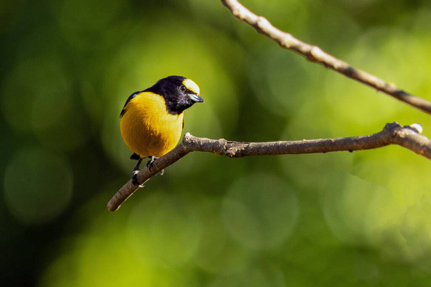 Yellow Bird. A Purple-throated Euphonia also known as Fim-fim perched on the branch. Species Euphonia chlorotica. Birdwatching. bird lover. - 写真・画像