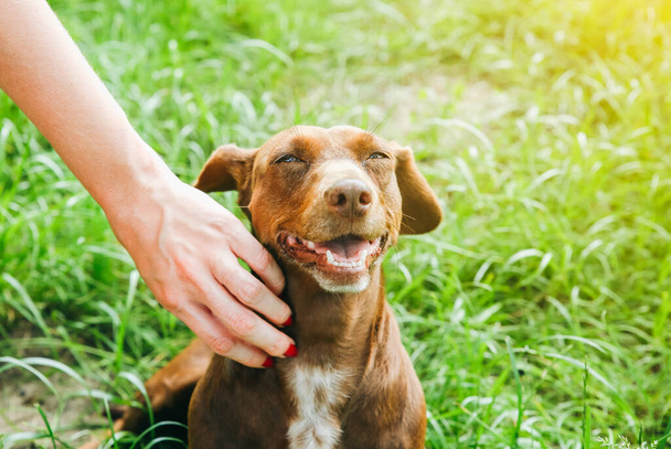 Woman is stroking dachshund dog on the grass. Happy pet in the nature. Summer mood. - Photo, Image
