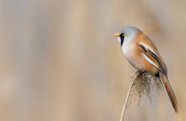 Bearded reedling, Panurus biarmicus. A bird sits on top of a reed - Foto, Bild