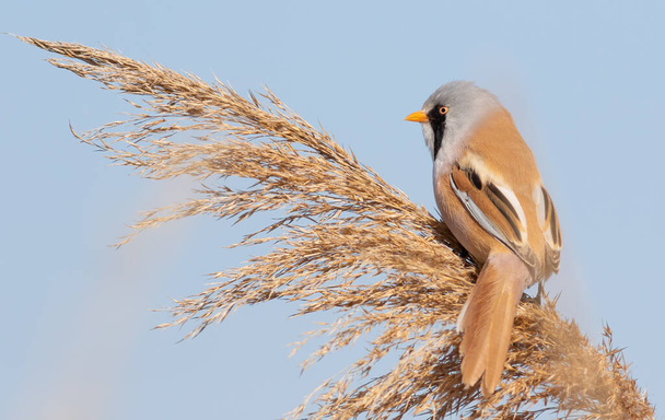 Bearded reedling, Panurus biarmicus. A bird sits on top of a reed - Valokuva, kuva