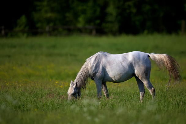 Лошадь на поляне - Фото, изображение