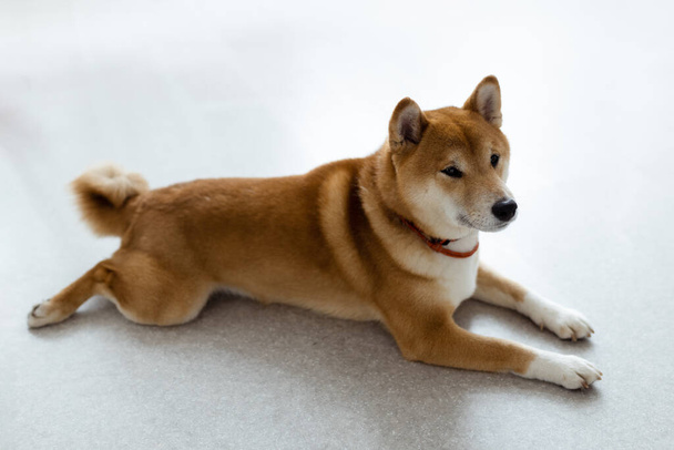 Женщина-собака Шиба Ину в комнате. Рыжеволосая японская собака 10 месяцев. Счастливое домашнее животное.  - Фото, изображение