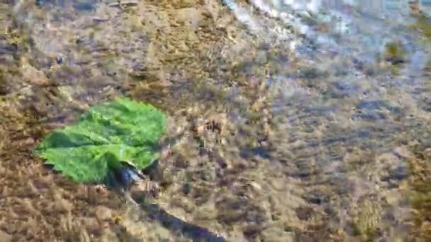 Water flows over surface and green leaf of old stone overgrown with muloi and silt on sunny day. Ripples on surface of water surface. Water flow. Natural abstract background. Concept eco environment - Video