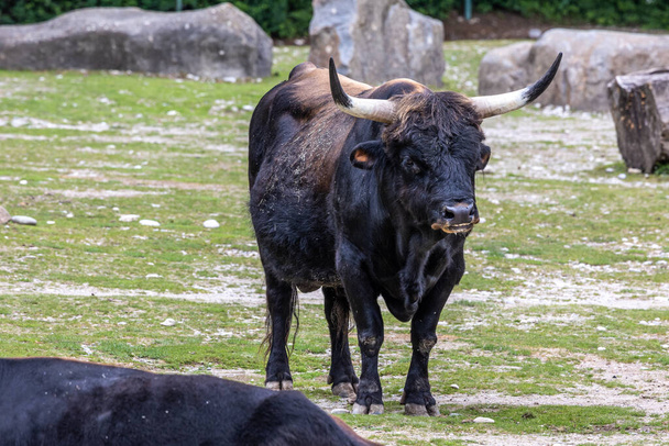 ヘック牛、ボスprimigenius taurusは絶滅したオーロックに似ていると主張した。ドイツの公園で見られる国内の高地牛 - 写真・画像
