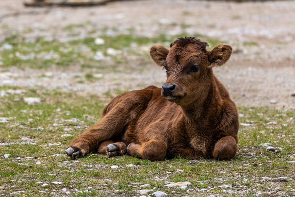 若い赤ちゃんヘック牛、ボスprimigenius taurusは、絶滅したオーロックに似ていると主張した。ドイツの公園で見られる国内の高地牛 - 写真・画像