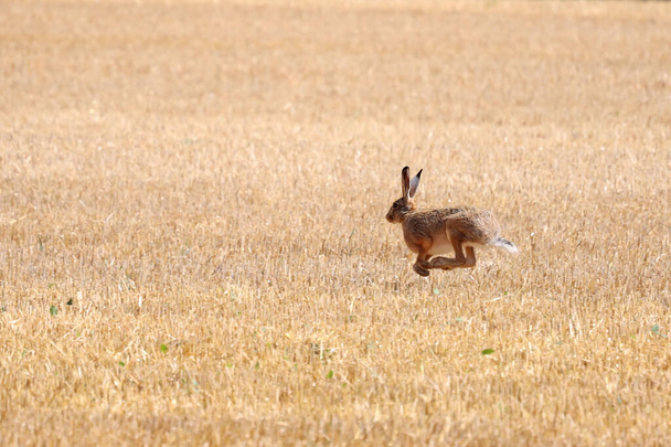 The hare runs across the field from danger. - Photo, Image
