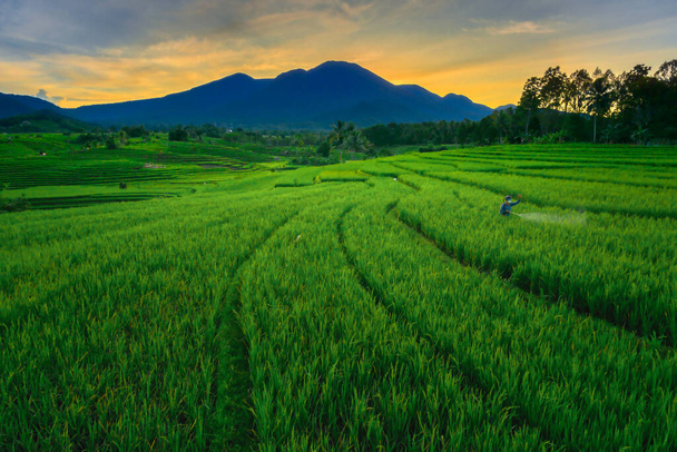 vista panorâmica da manhã nos campos de arroz com os agricultores pulverizando pragas - Foto, Imagem