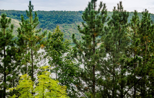 some pines on the Dnister riverbank, National Nature Park Podilski tovtry, Khmelnytsky region of Ukraine - Foto, Imagem