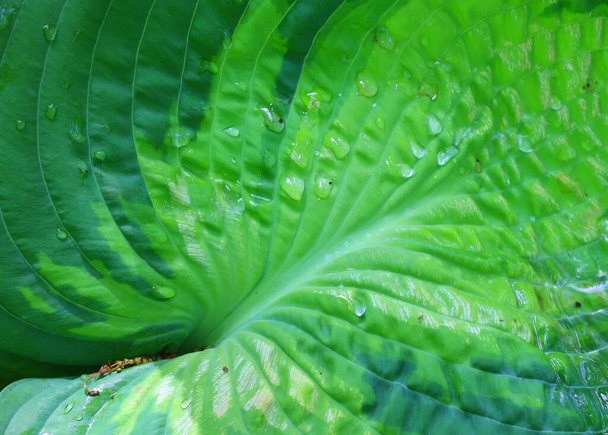 Green bush Hosta. Hosta leaf. Nature background image. Beautiful Hosta leaves background. - Photo, image