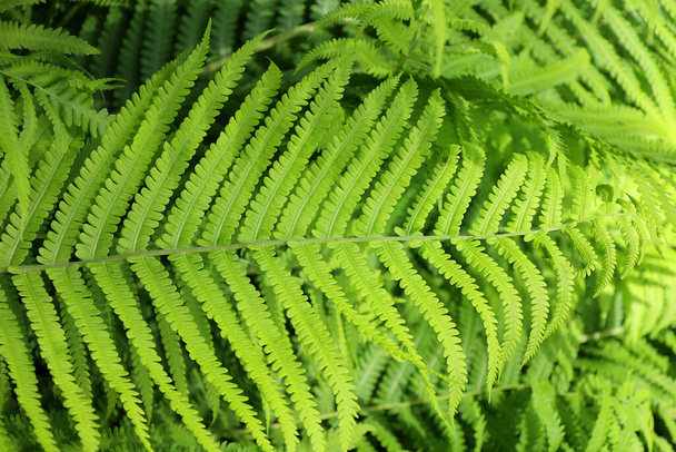 A fern is a member of a group of vascular plants that reproduce via spores and have neither seeds nor flowers. - Photo, Image