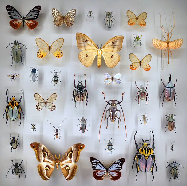 Exposition of variety of dead butterflies and bugs on board under glass - Φωτογραφία, εικόνα