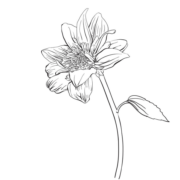 Sonnenblume. Handgezeichnete Vektorillustration - Vektor, Bild