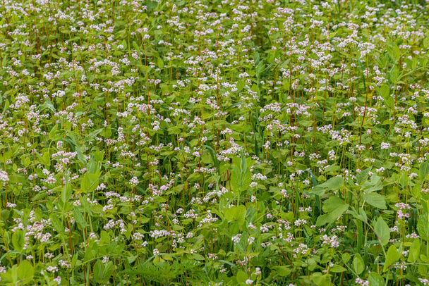 Campo con trigo sarraceno en flor o trigo sarraceno común un producto similar al grano retro para la harina de trigo sarraceno beomers taht más populares en los Países Bajos - Foto, Imagen