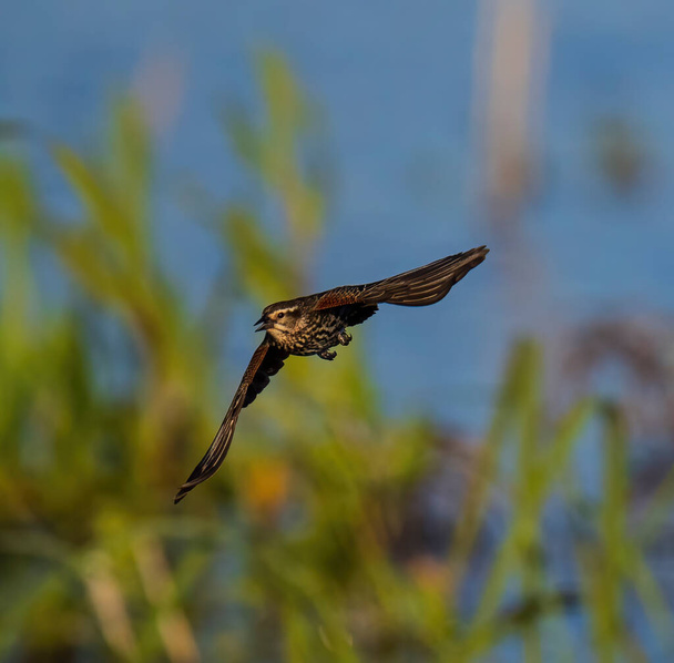 Female Red-winged Blackbird in flight - Photo, Image
