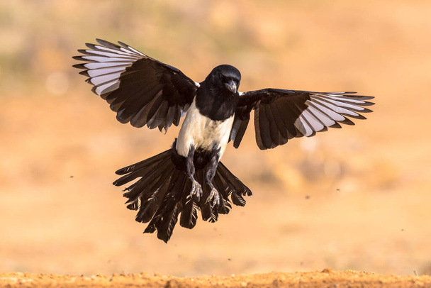 Eurasian Magpie (Pica pica) Volando su sfondo brillante e guardando la fotocamera in Estremadura, Spagna. April. Scena della natura selvatica in Europa. - Foto, immagini