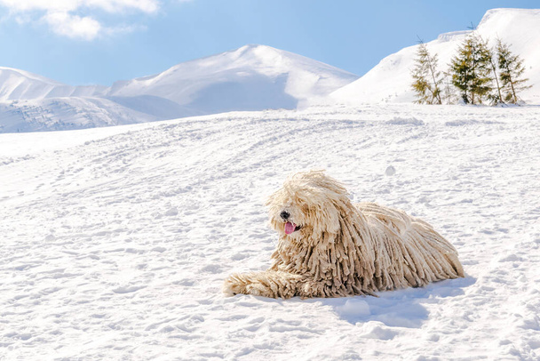 Hungarian white purebred puli breed dog,shepherd dog with dreadlock outdoor lying on snow at winter in the Carpathian mountains, Ukraine, Europe. - Fotografie, Obrázek
