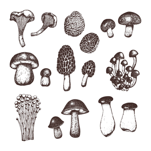 Set of different hand drawn sketch style mushrooms. Black and white illustration of food. Design for menu, label, packaging. - Vector, imagen