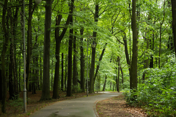 Beautiful road in the forest. Beautiful landscape. Background. - Foto, Imagen