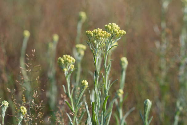 Helichrysum, dwerg everlast gele bloemen closeup selectieve focus - Foto, afbeelding