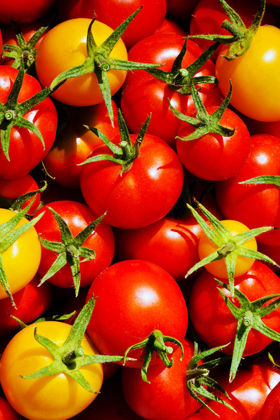 Червоні та жовті помідори
 - Фото, зображення
