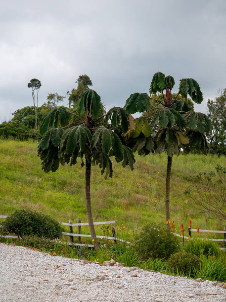 Big Trees with Common Names include Trumpet Tree, Pop-a-Gun, Tree-of-Laziness, and Snakewood Tree (Cecropia obtusifolia) in a Cloudy Day - Fotoğraf, Görsel