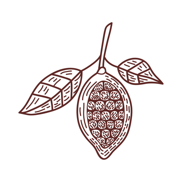cacao seeds and leafs icon - Vector, Image