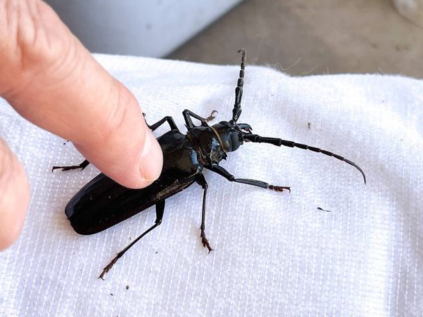 Human finger pushes down on large black beetle in a garage.  - Photo, Image