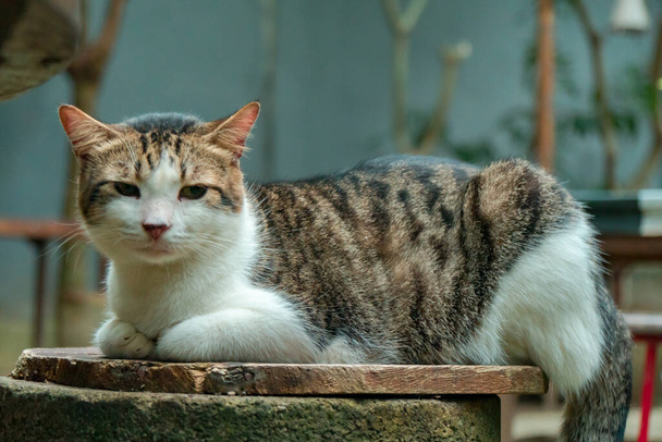 Gato macho (preto, branco) é bastante velho e grande por causa da esterilização, muito adorável e gosta de dormir em qualquer lugar, fotos detalhadas quando o gato está no jardim ao ar livre - Foto, Imagem
