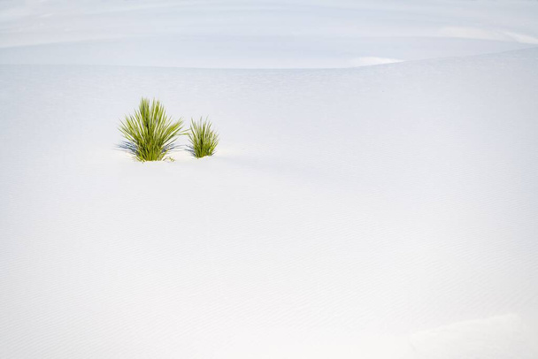 A beautiful landscape of white sands under the sunlight - 写真・画像