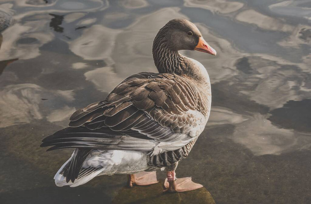 A closeup of a gray goose standing by the water - 写真・画像