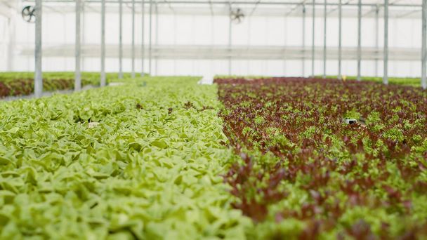 Closeup of fully grown different lettuce varieties ready for harvest and delivery in empty greenhouse with hydroponic enviroment. Selective focus on bio vegetables being cultivated in organic soil. - Fotoğraf, Görsel