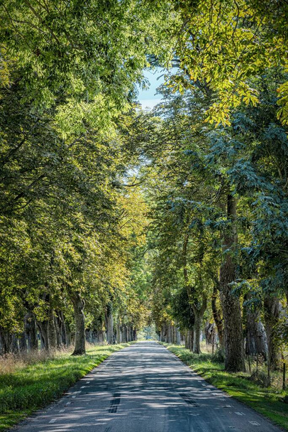 A vertical shot of a straight road with trees lining each side - Photo, image